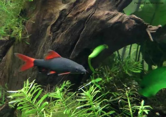 Redtail black Shark 3”