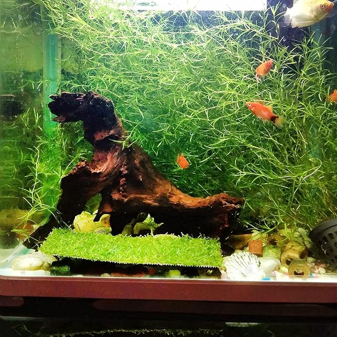Large Natural Aquarium Driftwood (13"-17")