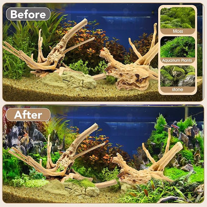 11"-14" Spiderwood | 2 Pack