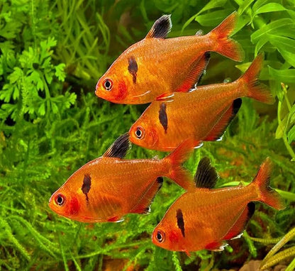 Aquatic Foods Inc. Premium Community Tropical Fish Flakes | 0.5 lbs