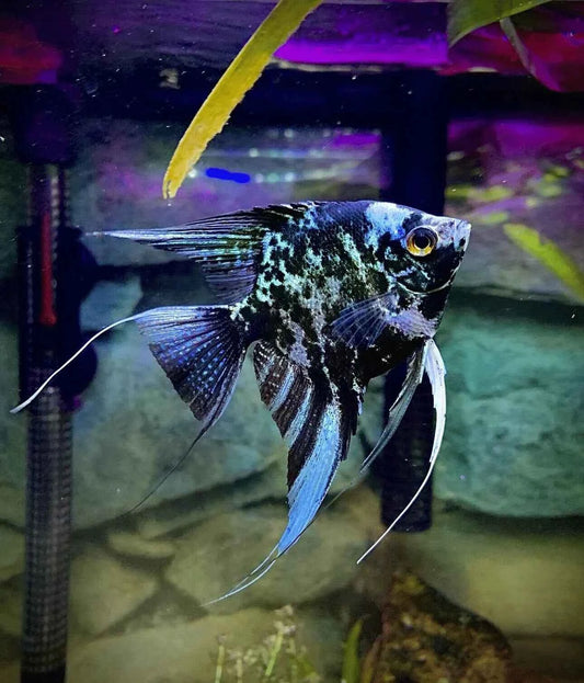 Marble Angelfish (Pterophyllum scalare) MEDIUM