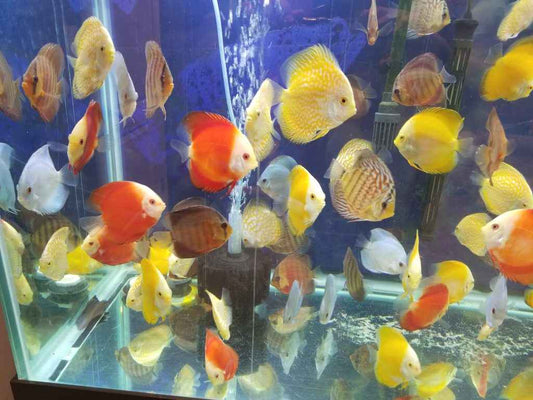 Red Melon Discus (Red Marlboro)