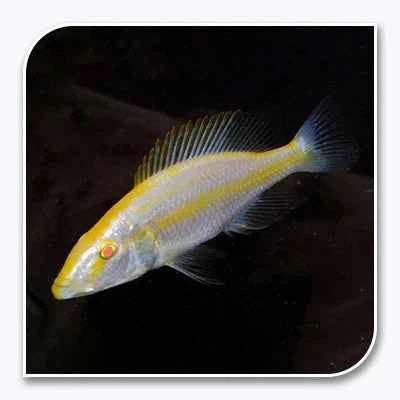 Dimidiochromis Compressiceps Albino