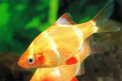 Tiger Barb Albino