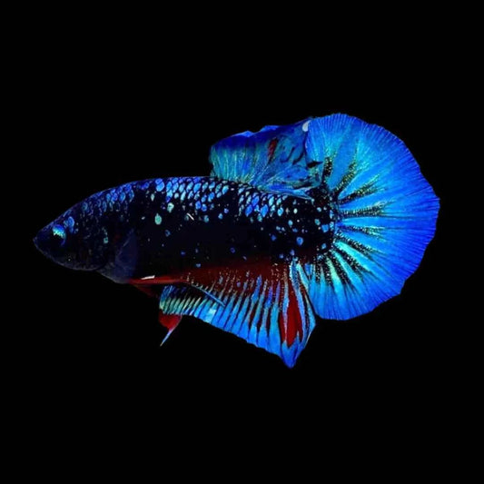 Avatar Betta Fish (Male)