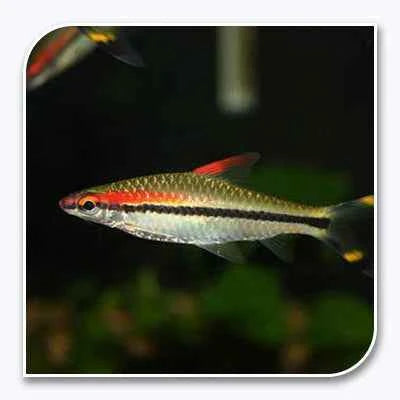 Roseline Shark Sahyadria denisonii