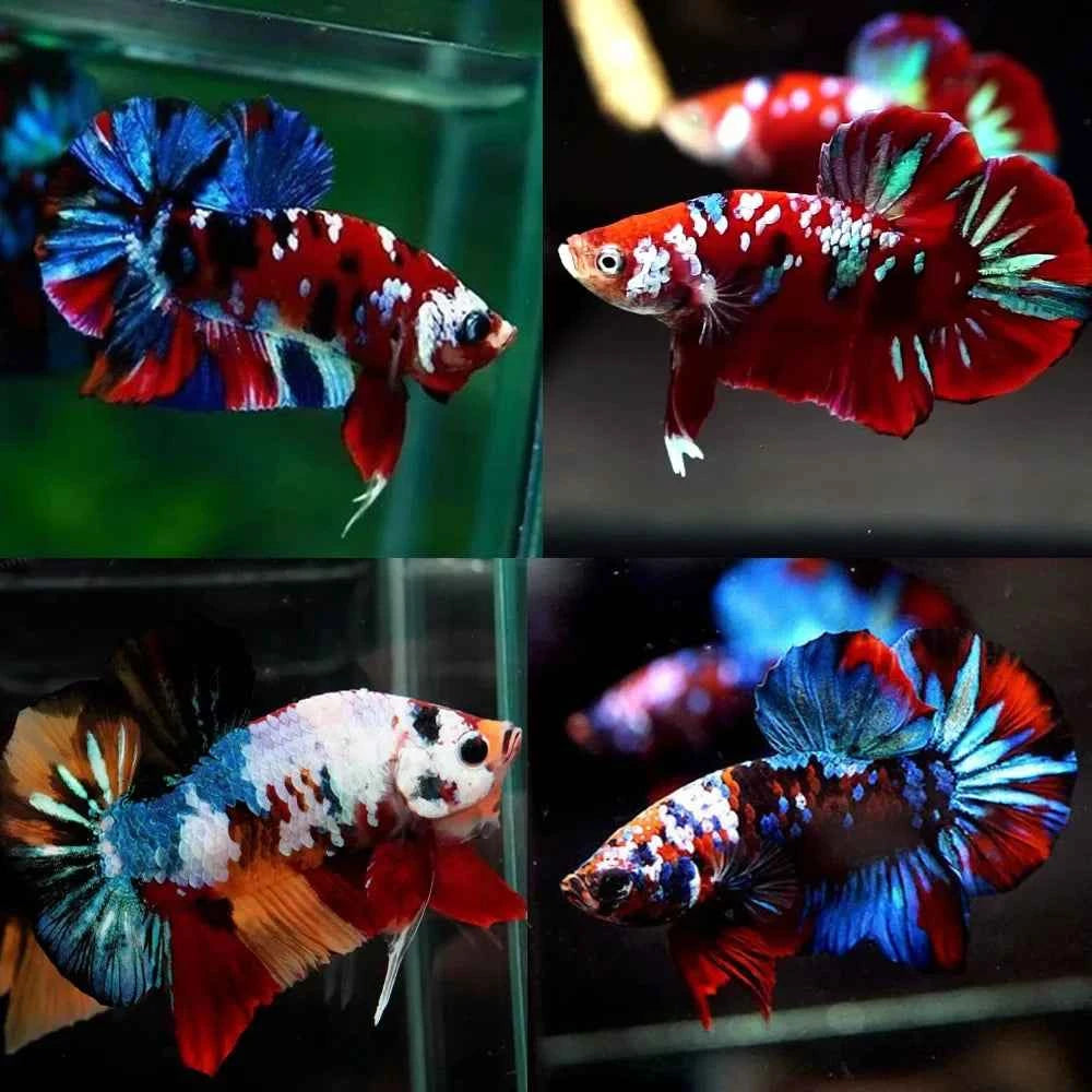 Galaxy Koi Betta