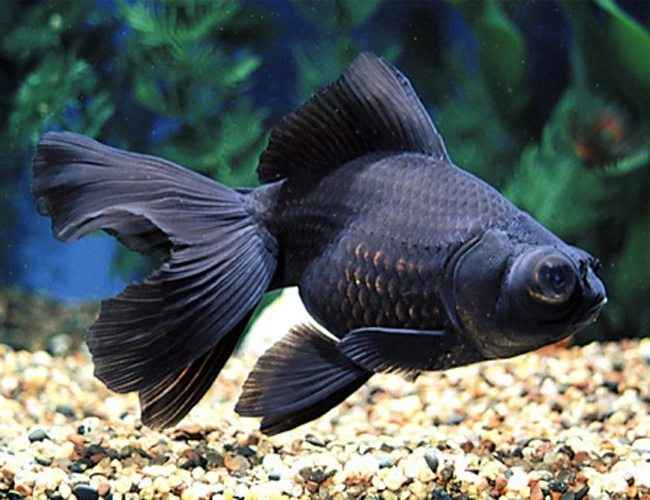 black moor