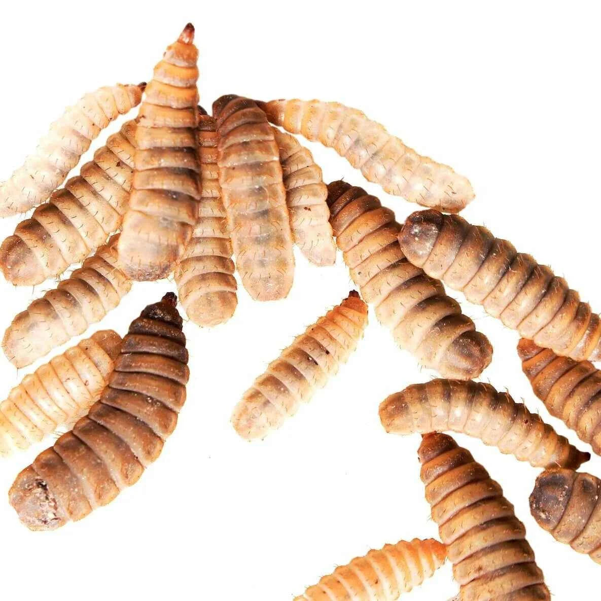 Black Soldier Fly Larva
