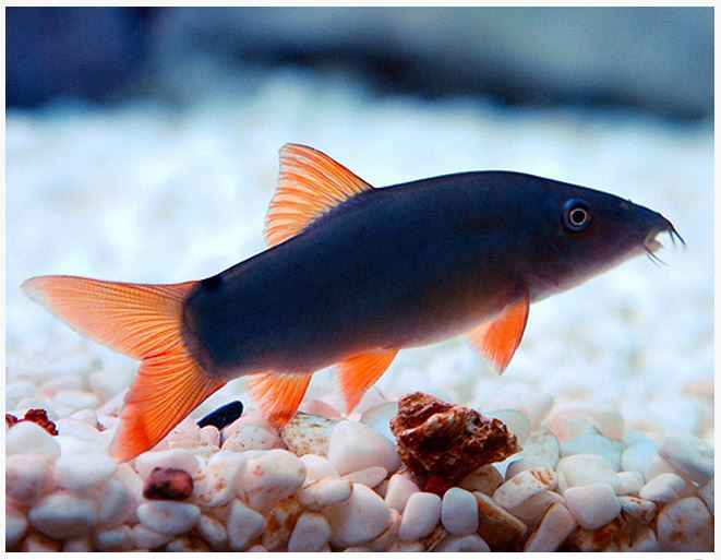 COLORED BOTIA (LOACH)