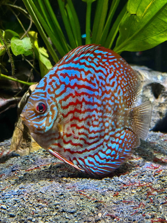 LEOPARD SNAKESKIN DISCUS