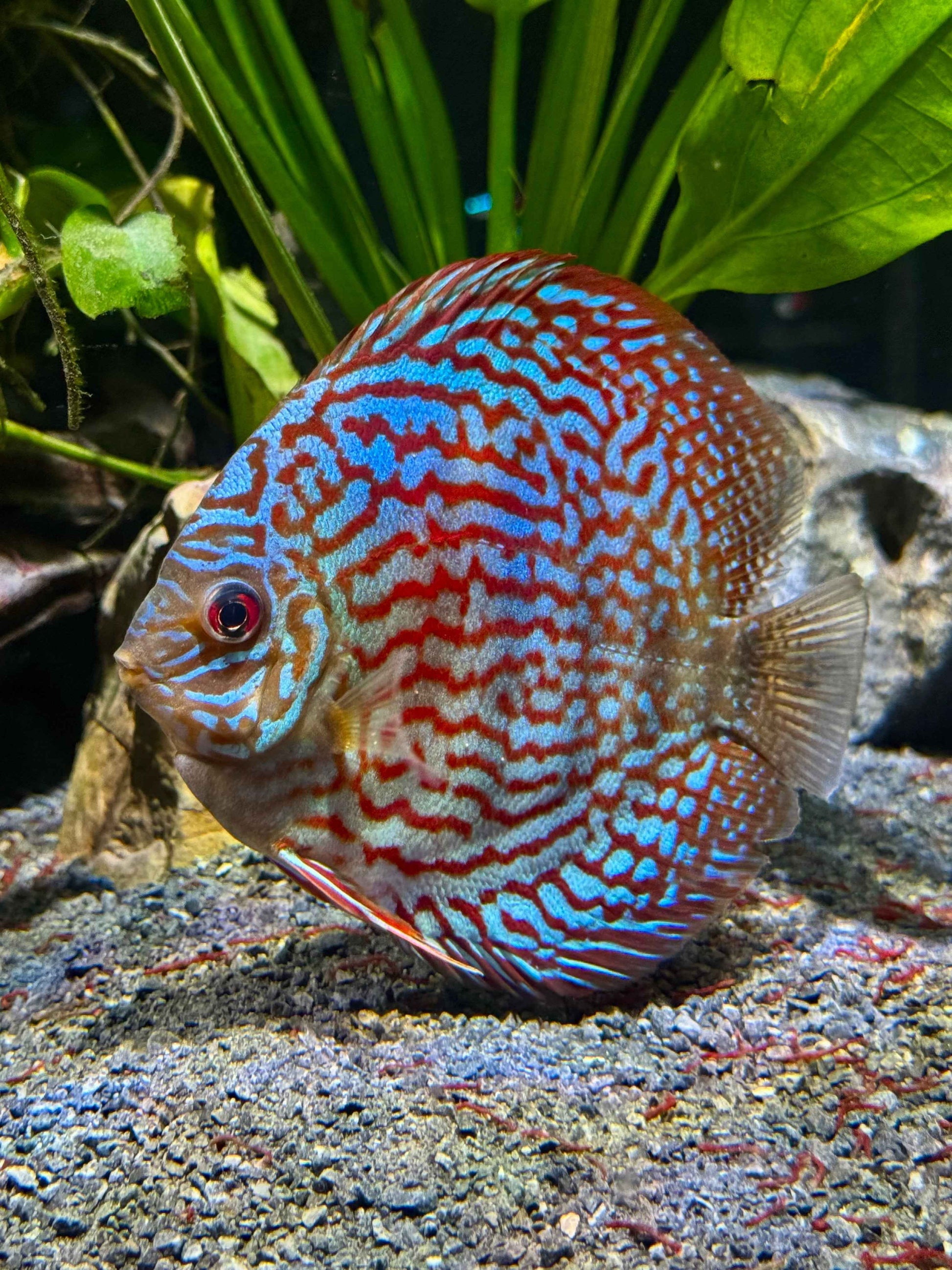 Golden Discus (Yellow Marlboro)