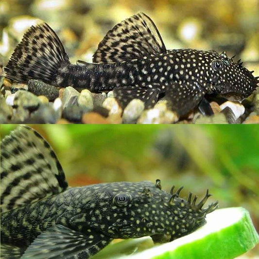 Bushynose Pleco (Bristlenose Plecostomus)