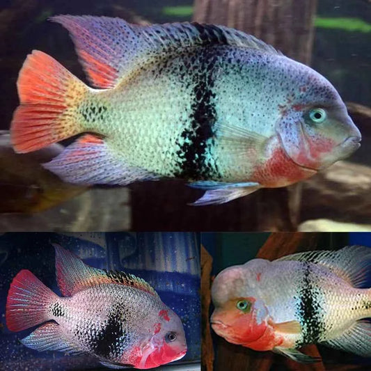 Black Belt Cichlid (Vieja Maculicauda)