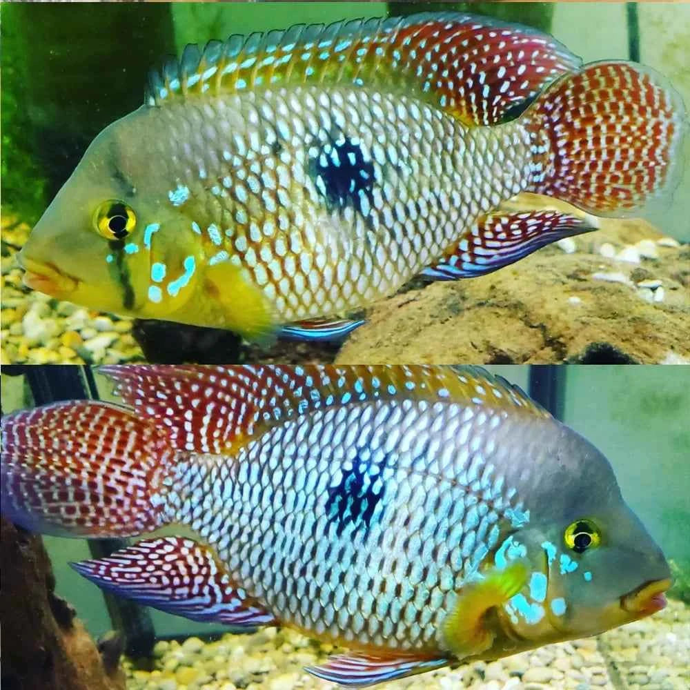 Pearl Eartheater (Geophagus brasiliensis)