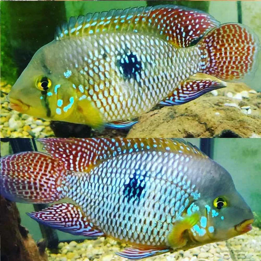 Pearl Eartheater (Geophagus brasiliensis)