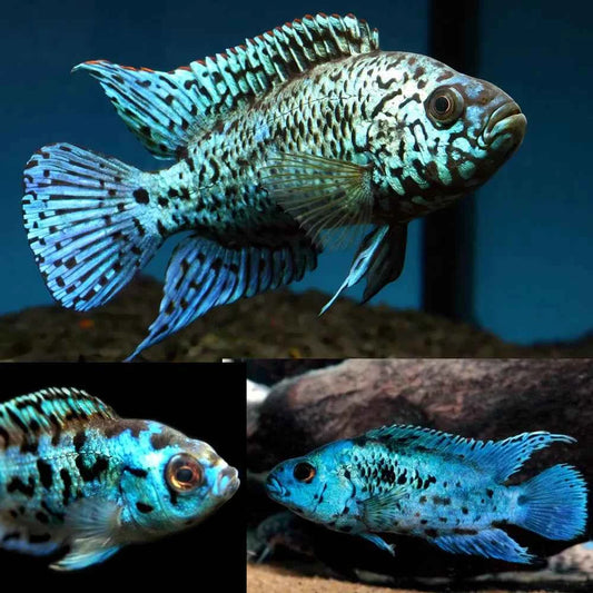 Electric Blue Jack Dempsey (EBJD)