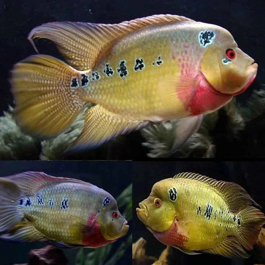 Trimac cichlid (Amphilophus trimaculatus)
