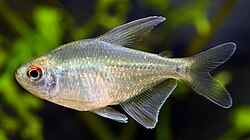 Diamond Tetra PACK OF 6