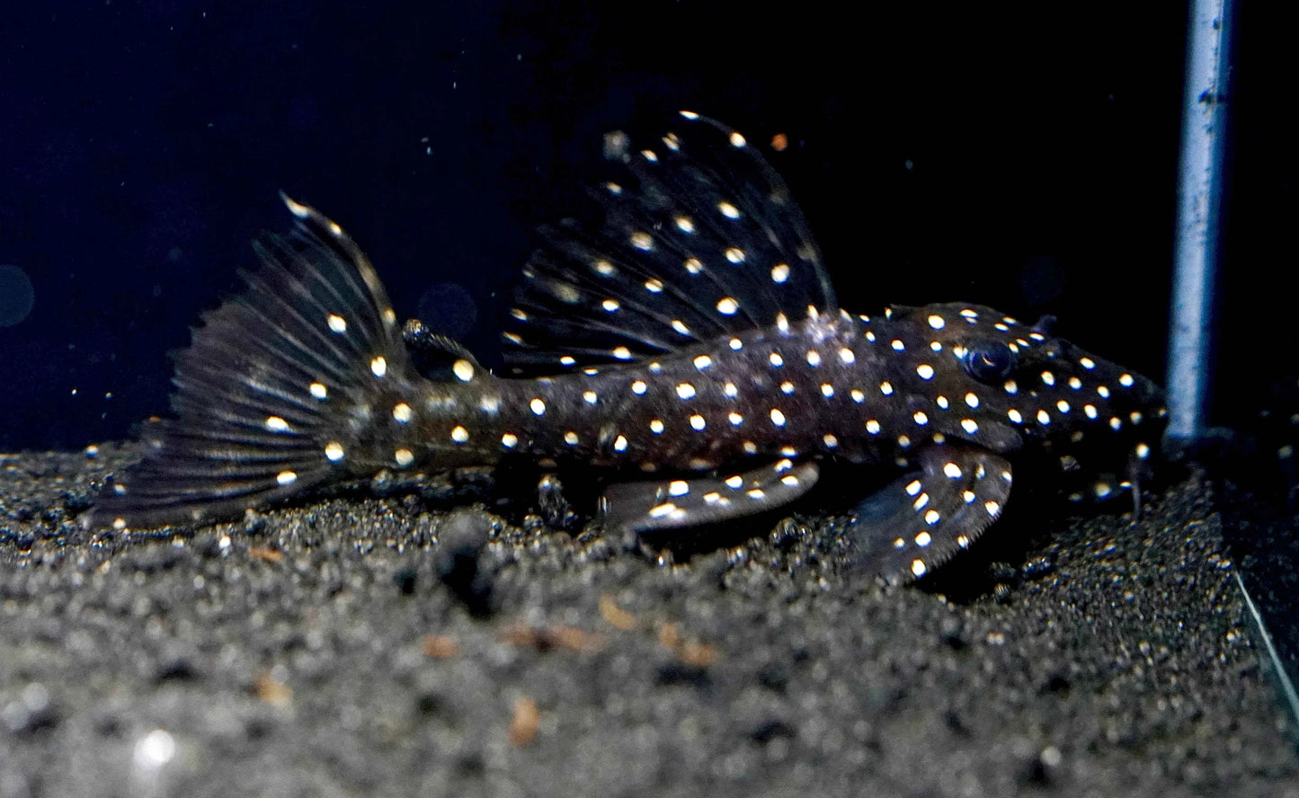 Galaxy Pleco L240 (Vampire Pleco)