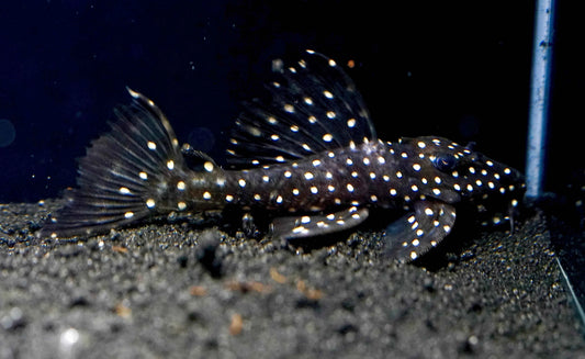 Galaxy Pleco L240 (Vampire Pleco)