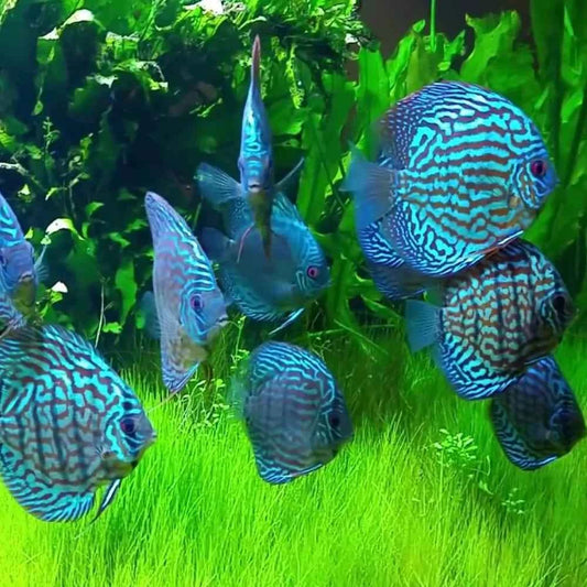 HI-FIN TURQUOISE DISCUS