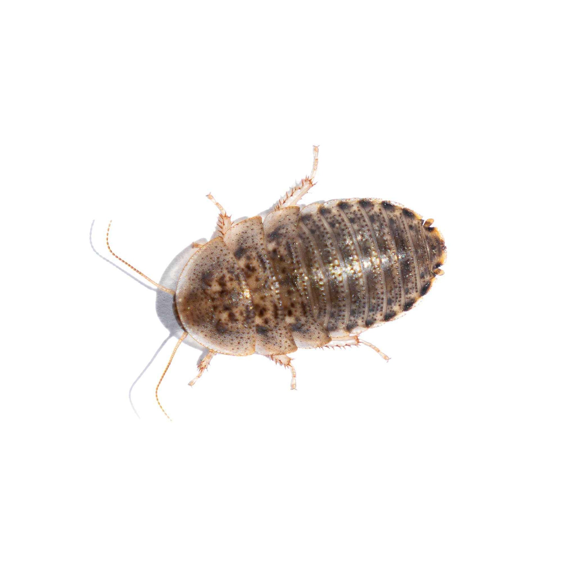 Dubia Roaches