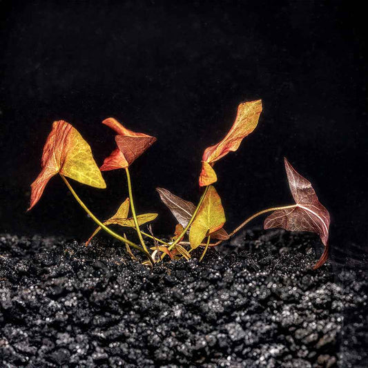 Dwarf Aquarium Lily