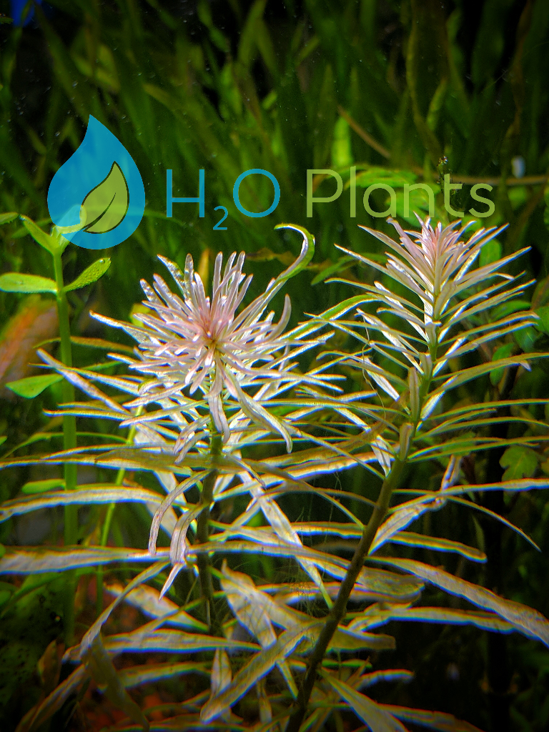 Ludwigia White
