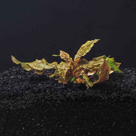 Cryptocoryne Wendtii (Red, Green, or Brown)