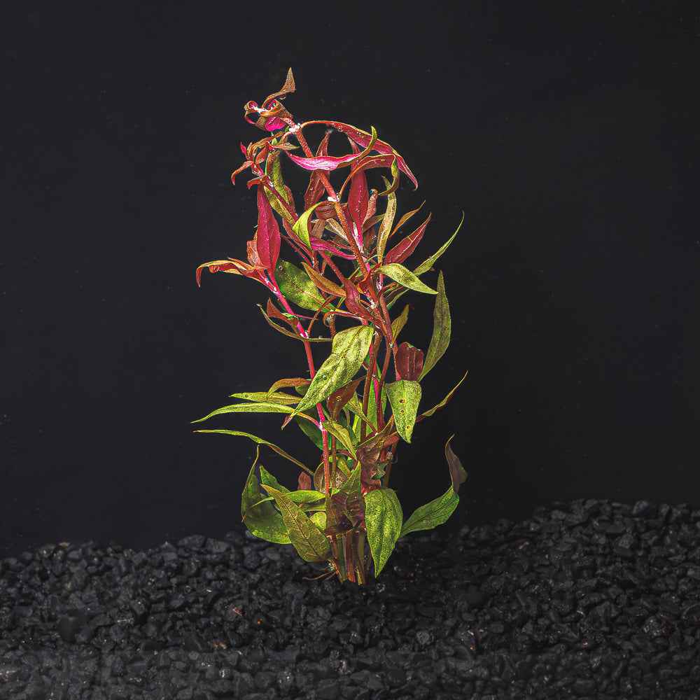 Alternanthera reineckii |Scarlet Temple