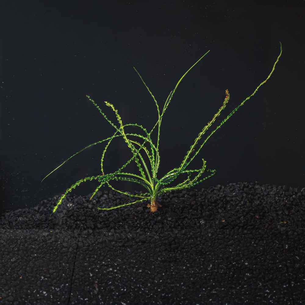 Crinum Calamistratum
