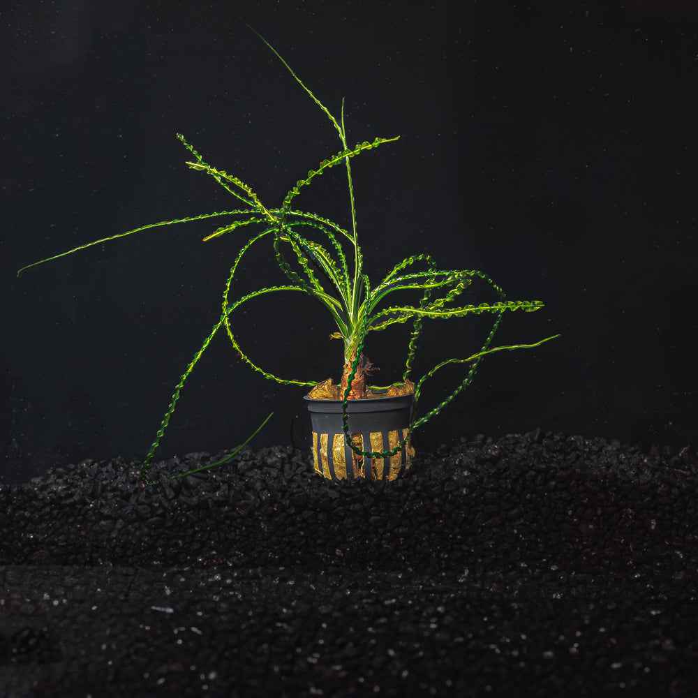 Crinum Calamistratum