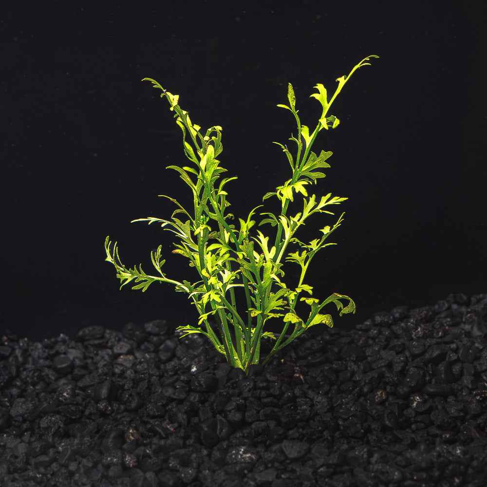 Water Sprite Lace | Indian Fern