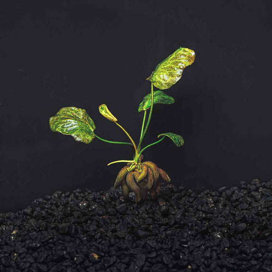 Banana Plant - Nymphoides Aquatica