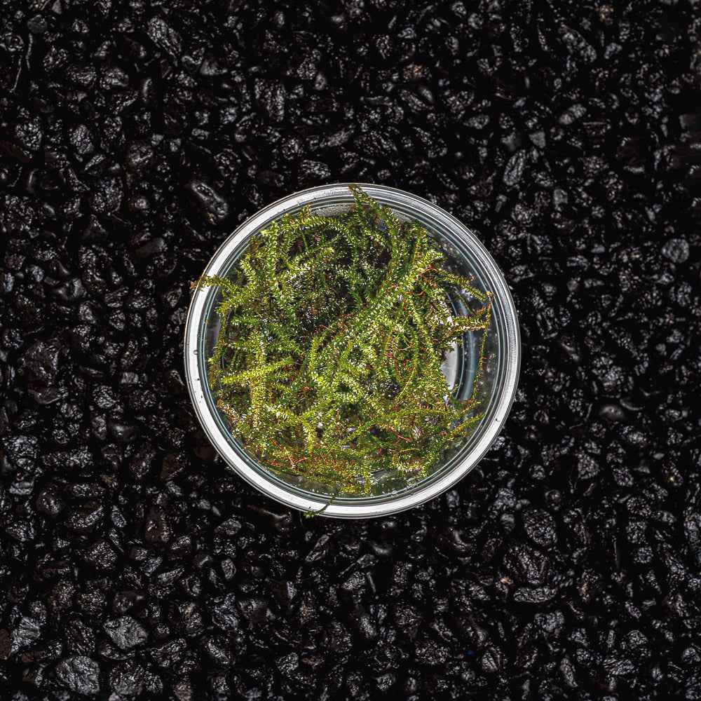 Christmas Moss
