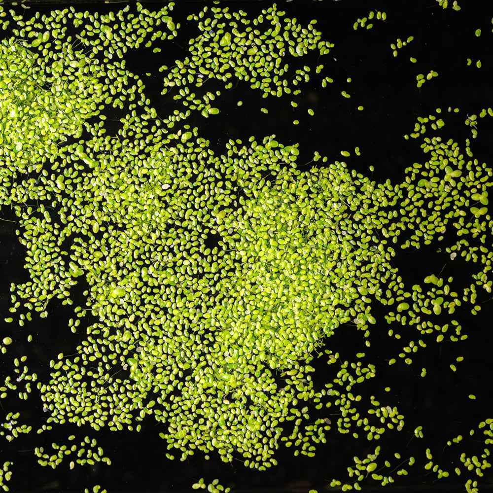 Duckweed