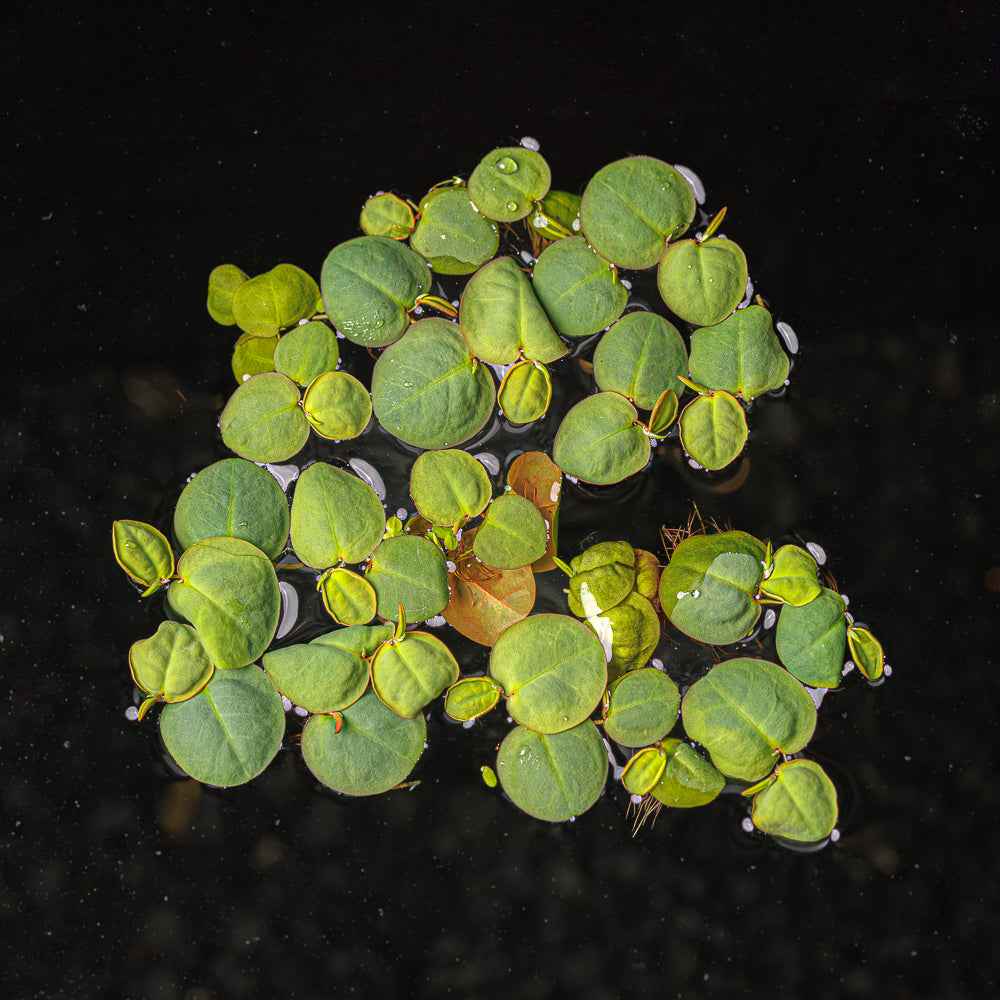 Red Root Floater