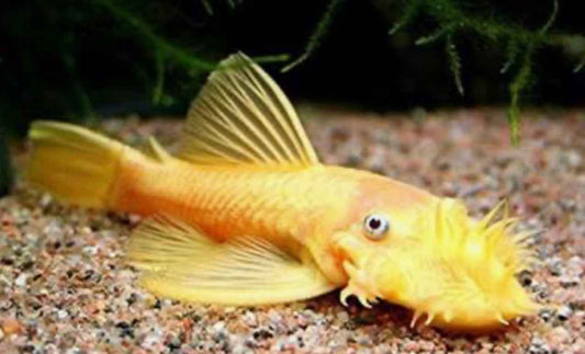 Bushynose Pleco (Bristlenose Plecostomus)