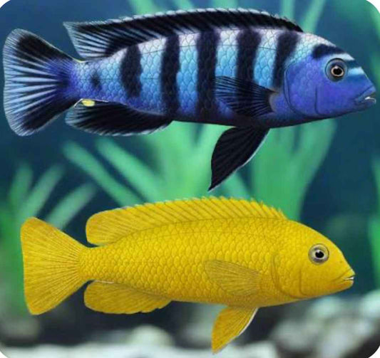 Chindongo saulosi Mbuna German Blood (Juveniles 2")