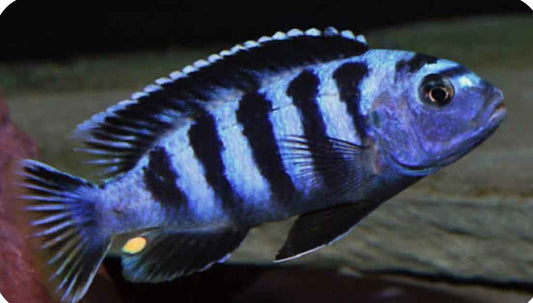 Chindongo saulosi Mbuna German Blood (Juveniles 2")