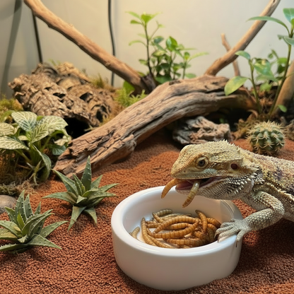 Escape-Proof Ceramic Dish for Worms & Live Feeders