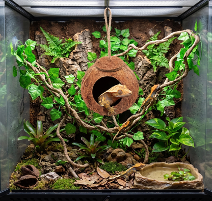 Hanging Natural Coconut Reptile Hide with Vine