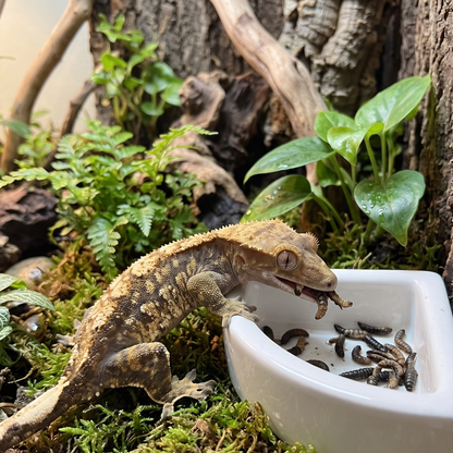 Escape-Proof Ceramic Dish for Worms & Live Feeders
