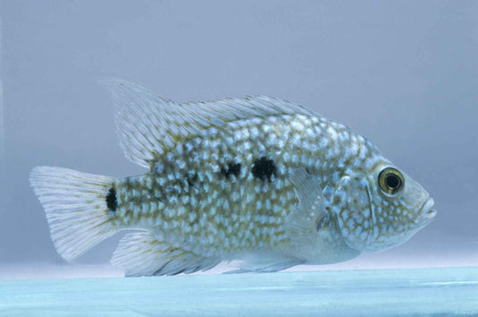 Green Texas Cichlids