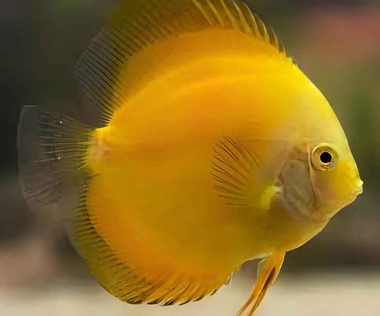Golden Discus (Yellow Marlboro)