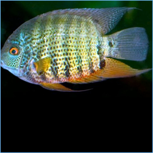 Green Severum (Heros efasciatus)