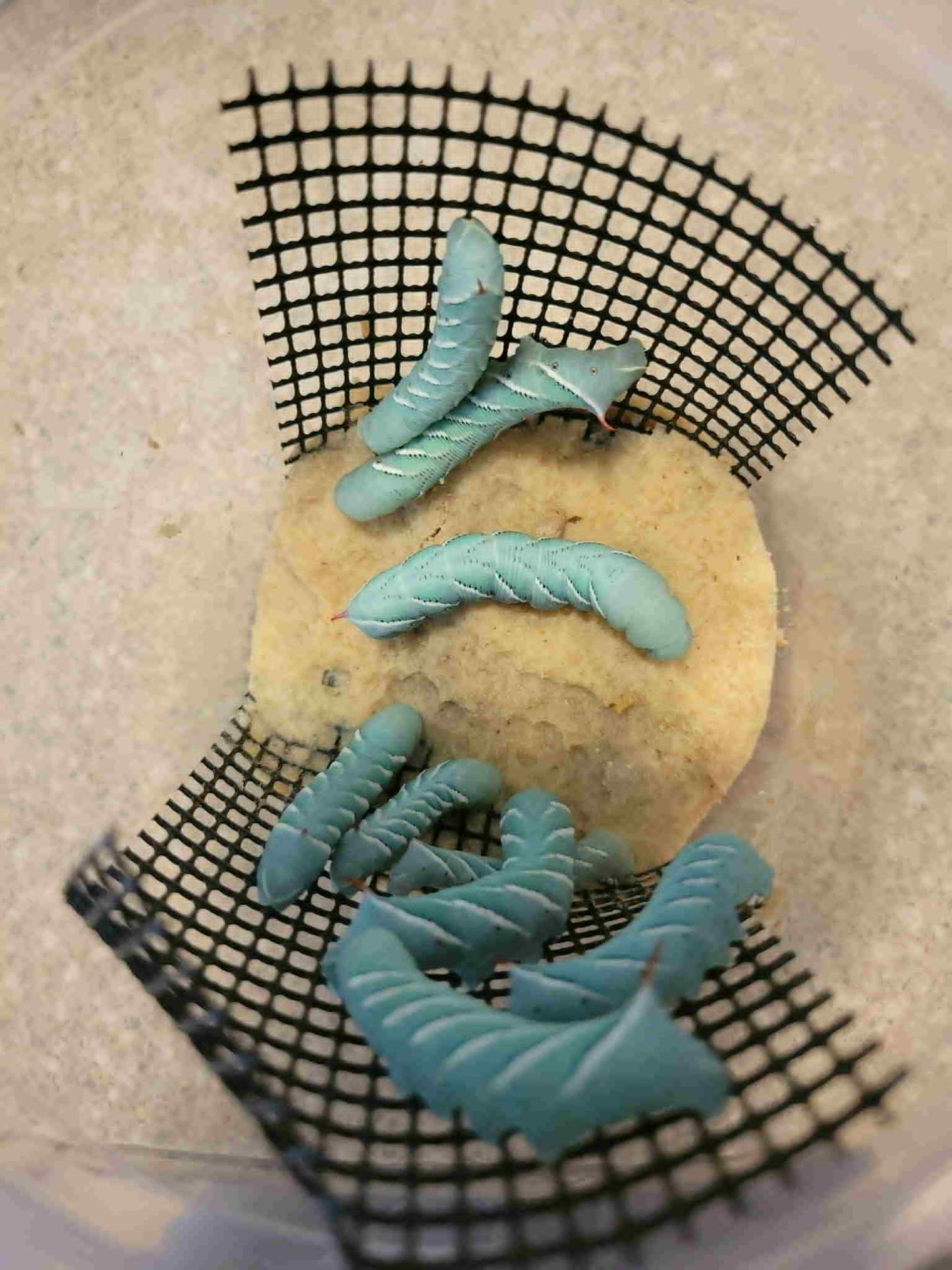 Hornworms - Scholarly Exotics LLC
