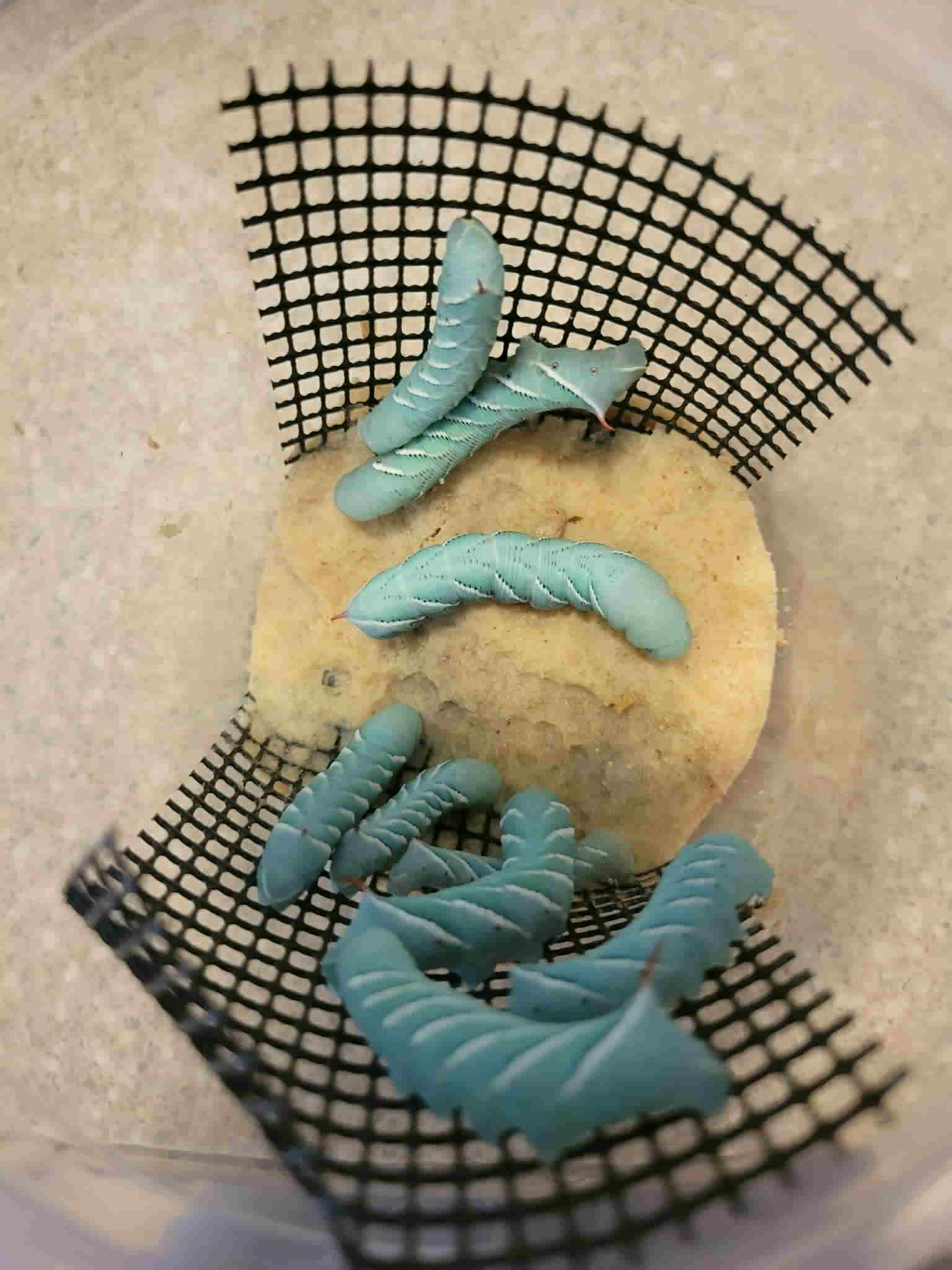 Hornworms - Scholarly Exotics LLC