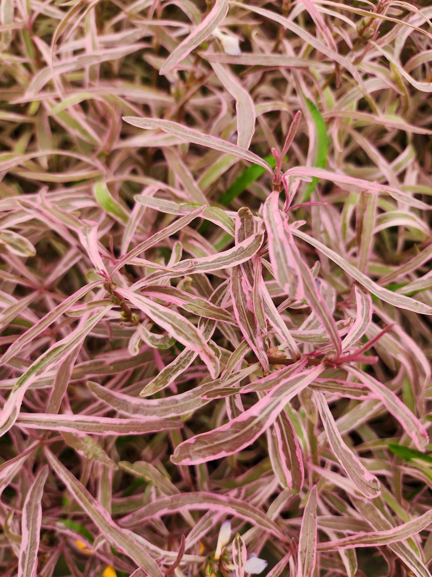 Hygrophila araguaia 'Chai'
